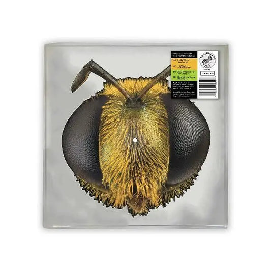 Big Fig Wasp (RSD 2026)